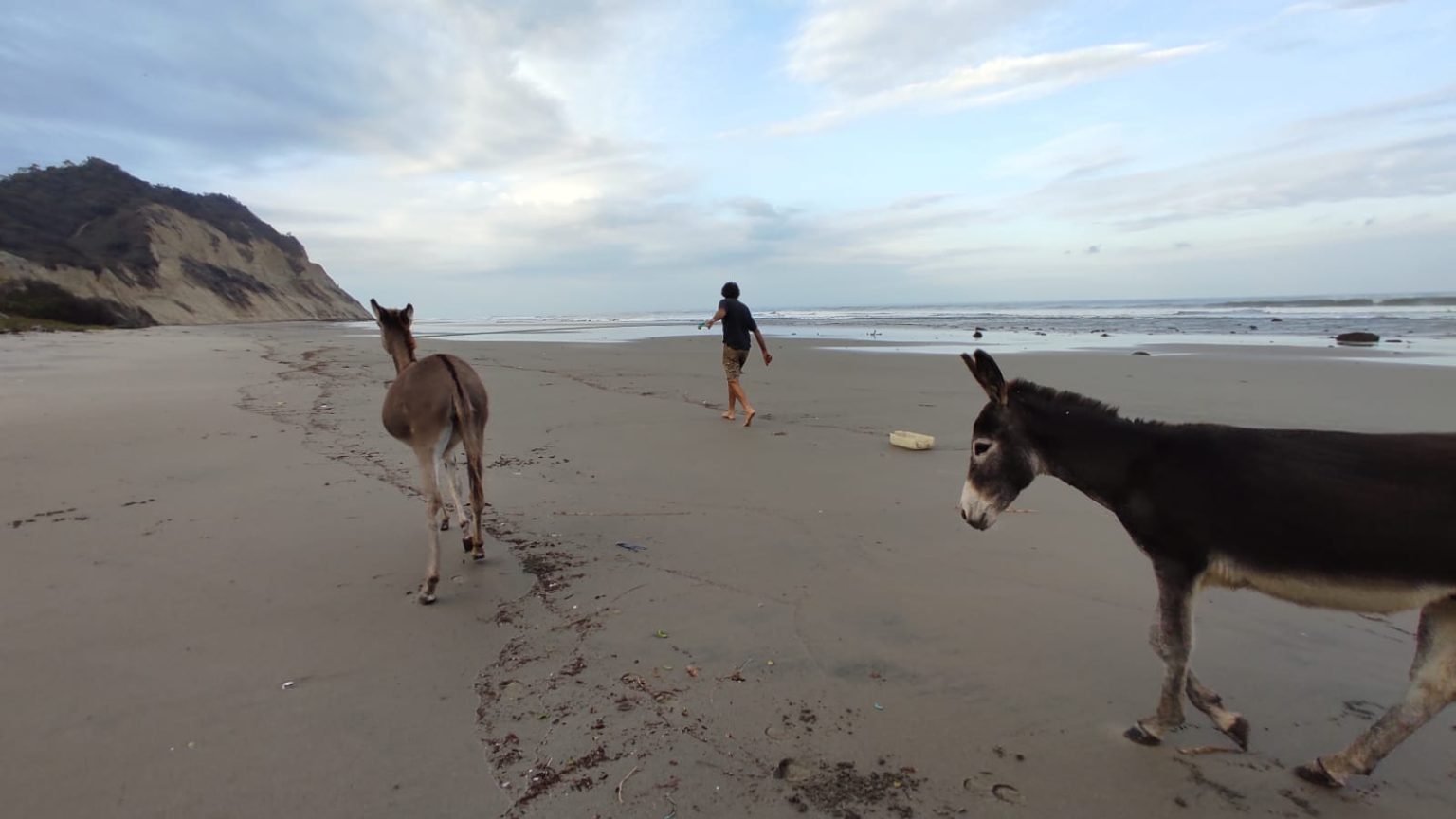 Cuidado de animales del campamento Cuidado de animales del campamento